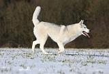 SIBERIAN HUSKY 429